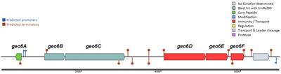 Novel leaderless bacteriocin geobacillin 6 from thermophilic bacterium Parageobacillus thermoglucosidasius